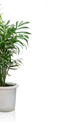 Flower Pot
